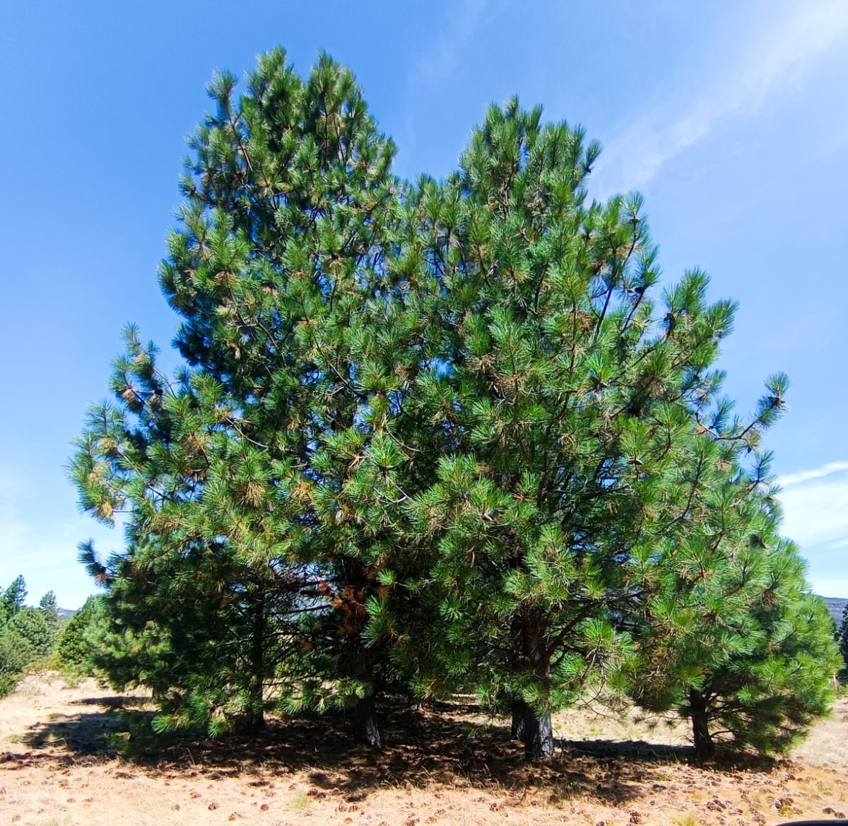 Pino ponderosa