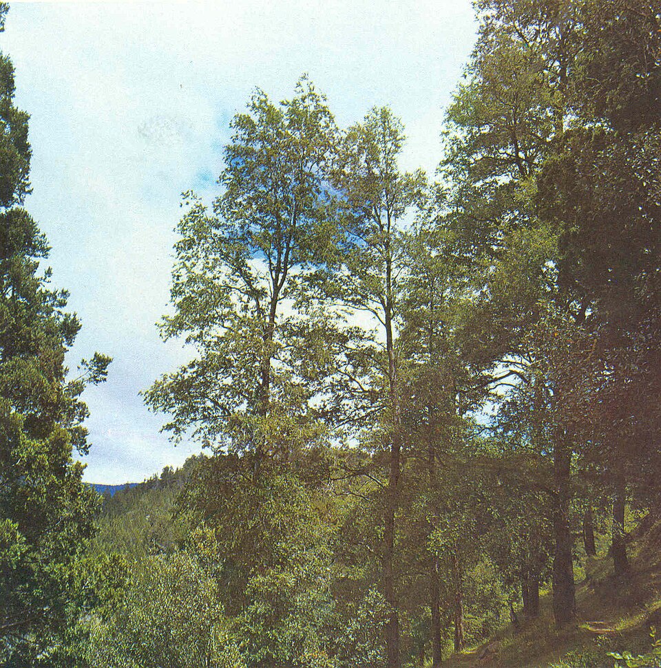 Manejo forestal