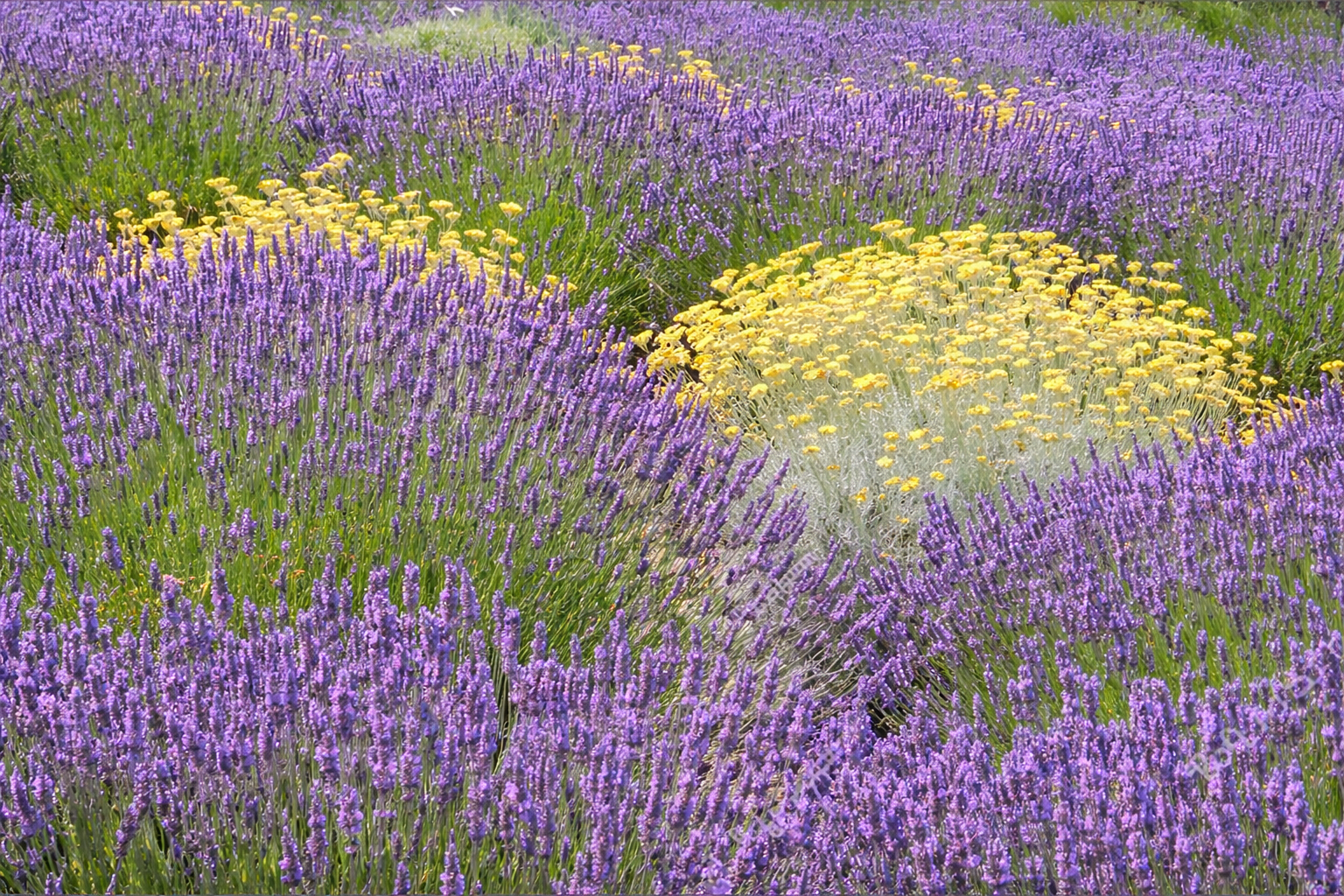 Aromáticas mediterráneas