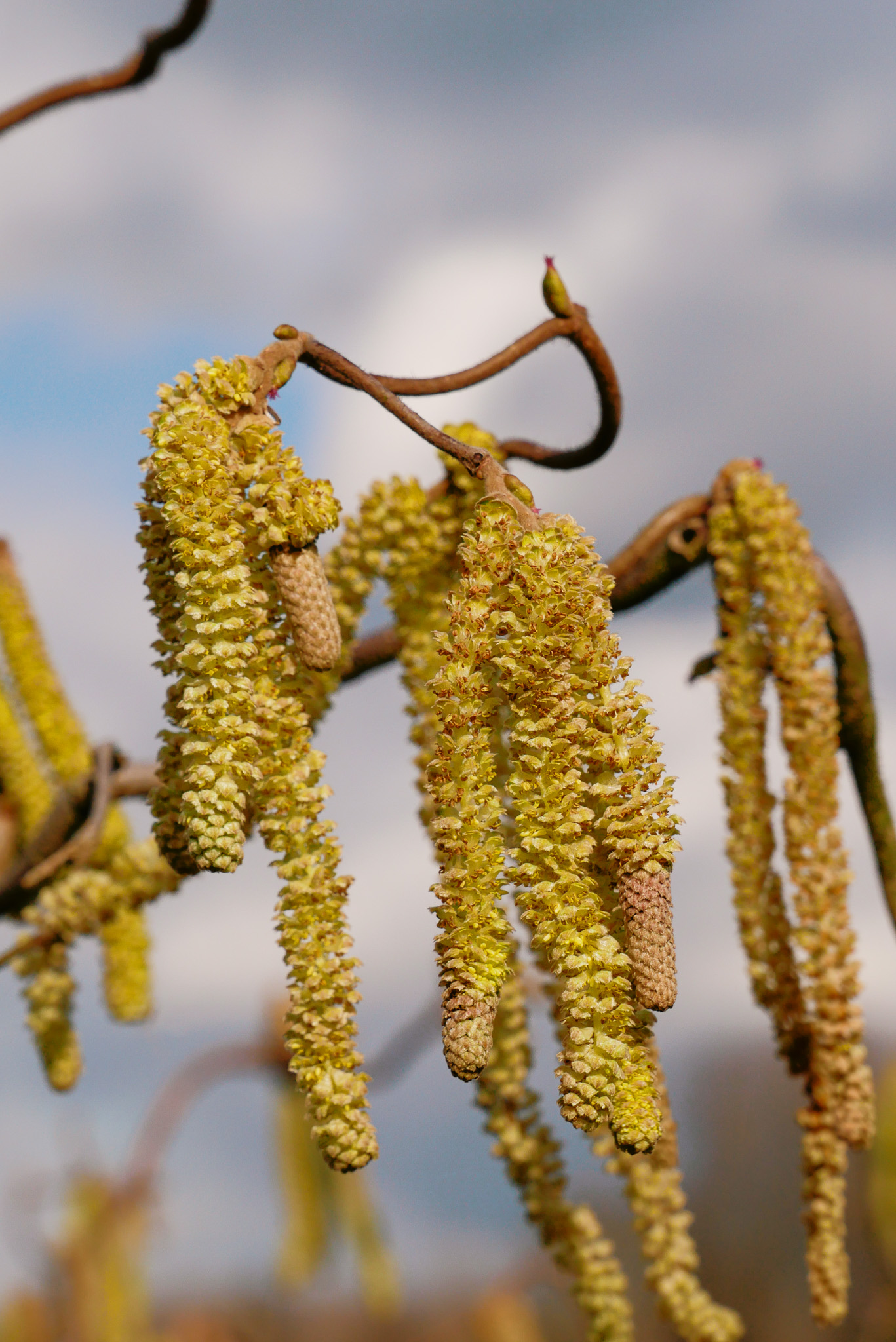 Avellano en flor