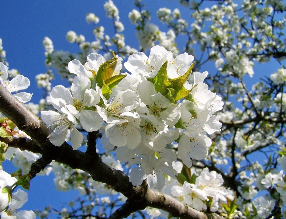 Cerezo en flor