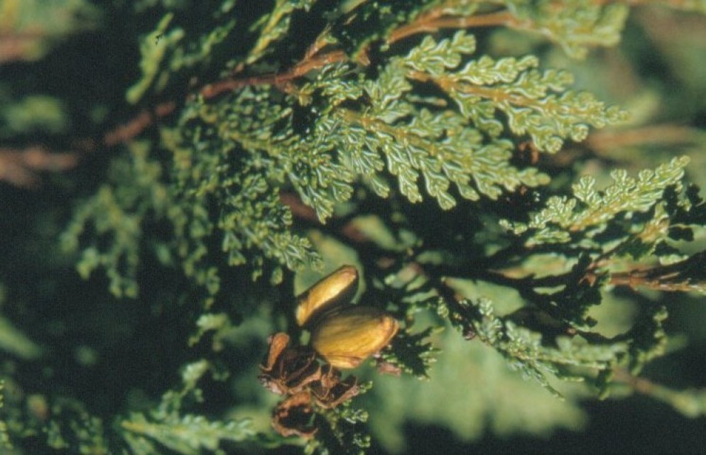 Ciprés de la Cordillera