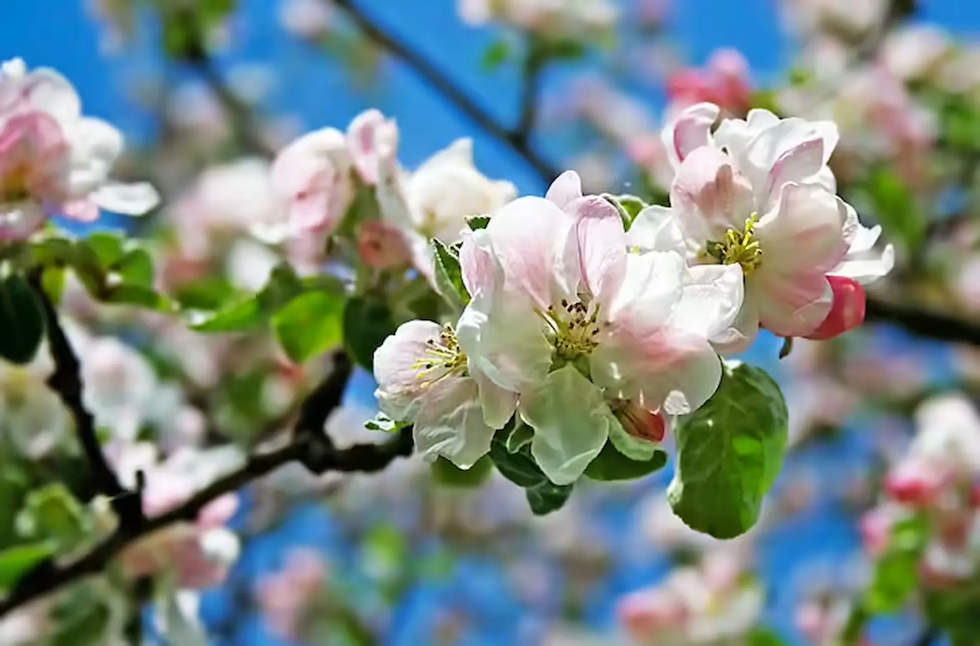 Manzano en flor