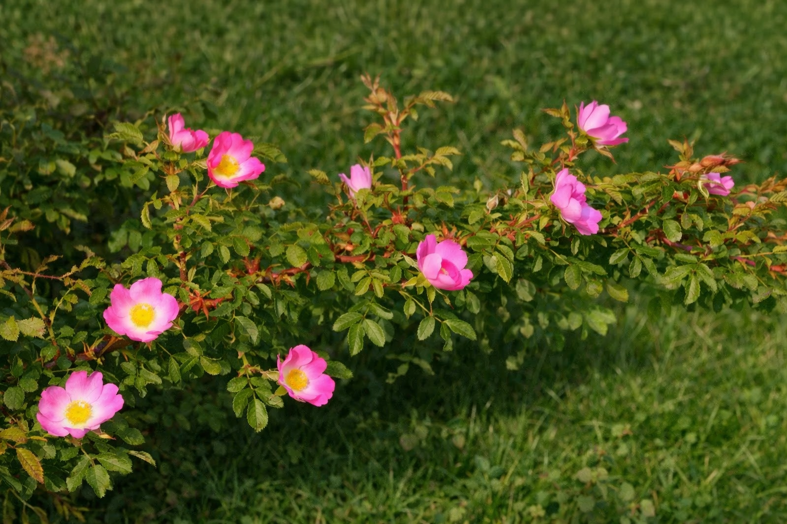 Rosa rubiginosa
