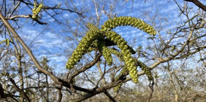 Nogal en flor