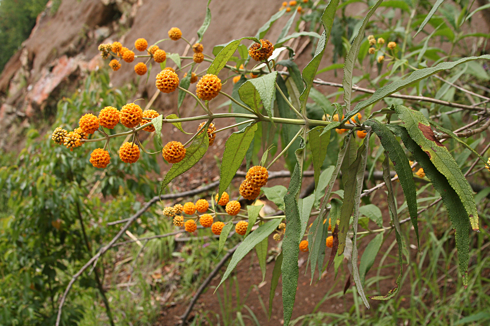 Restauración nativa