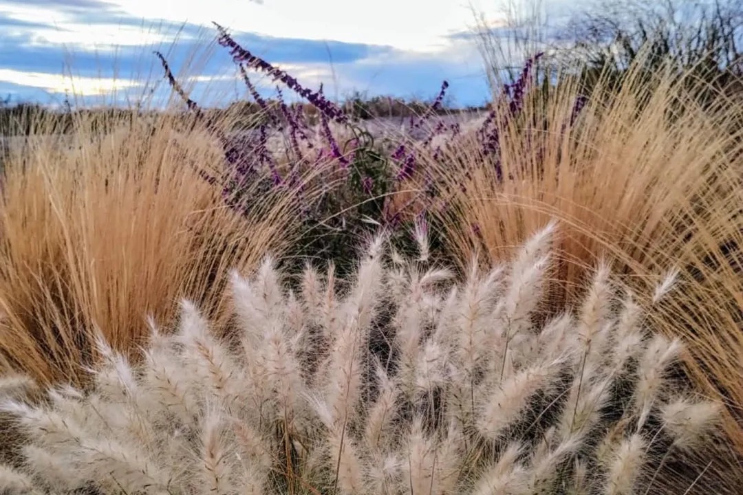 Praderas naturalistas