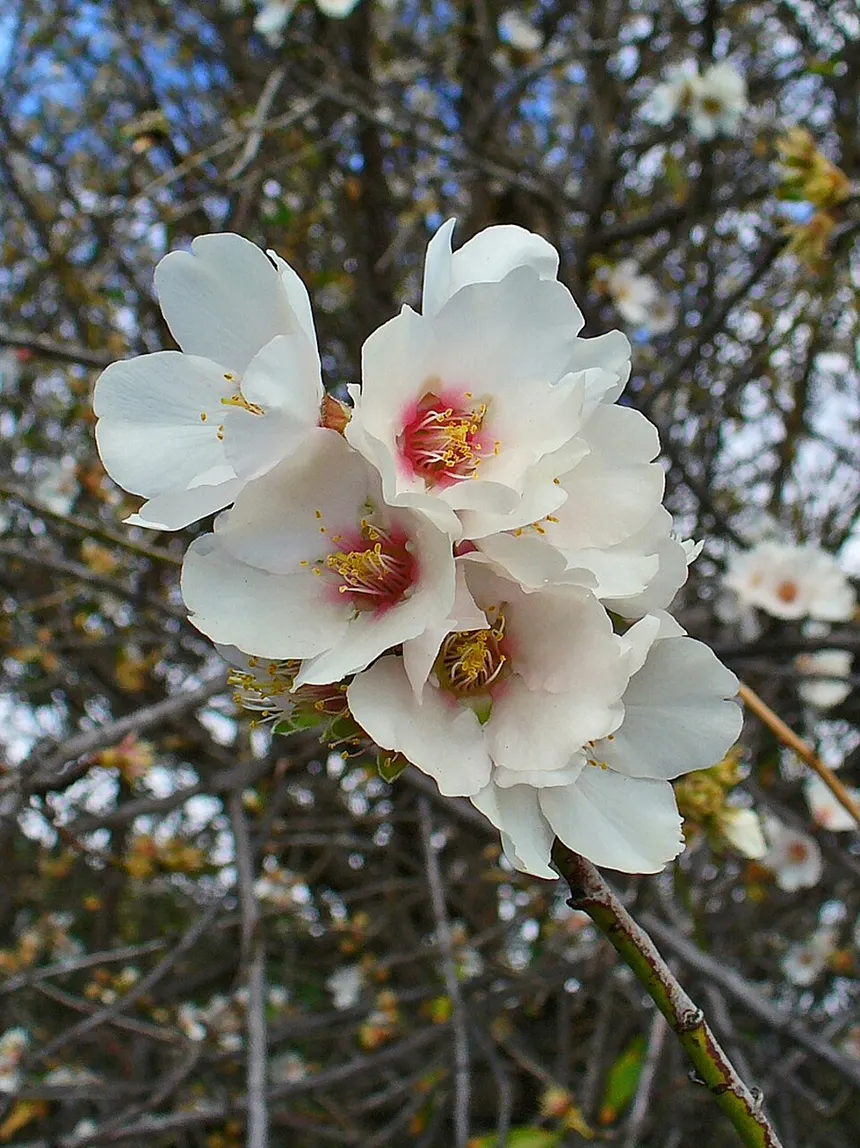Almendro en flor